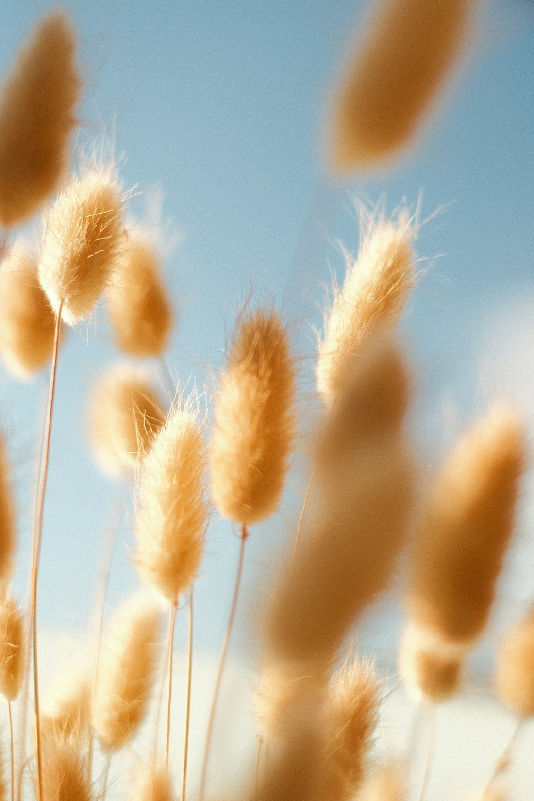 A bunch of dry grass blowing in the wind