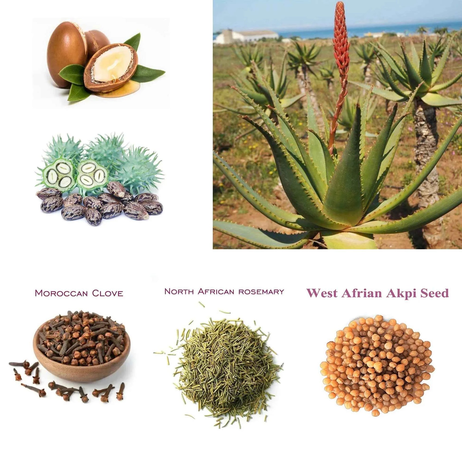 Artisanal African Traditional Layden Nourish Oil 50 ml Locks in Moisture Scalp & Hair Roots Strengthening - NamafadStore