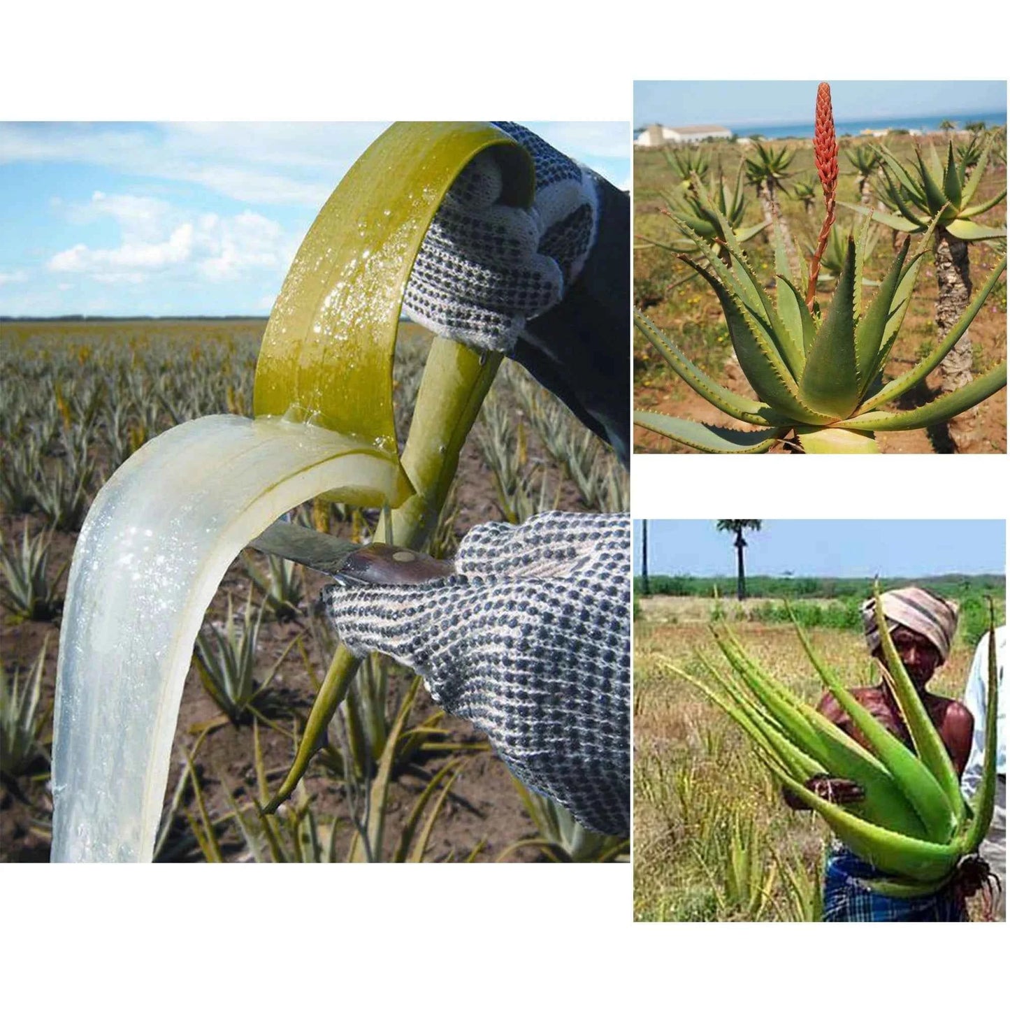 Artisanal African Traditional Layden Nourish Oil 50 ml Locks in Moisture Scalp & Hair Roots Strengthening - NamafadStore