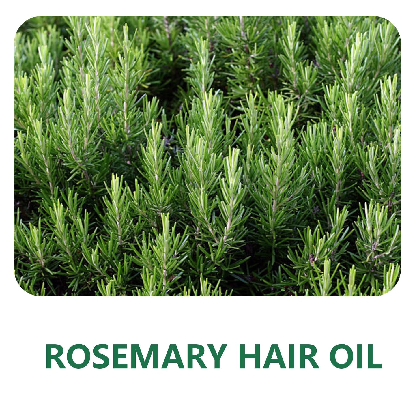 100ML Rosemary hair oil moisturizes and softens hair pure plant improves dryness essence long-lasting fragrance conditioner - NamafadStore